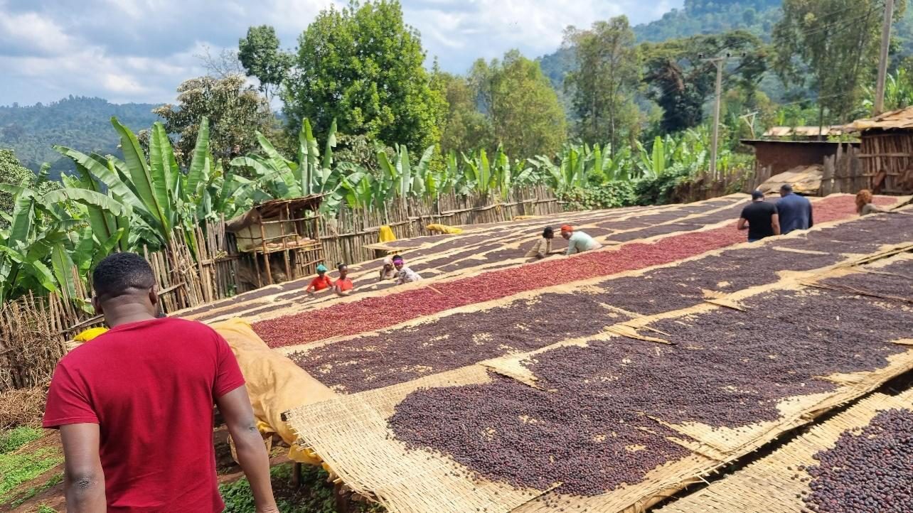 Coffee harvest